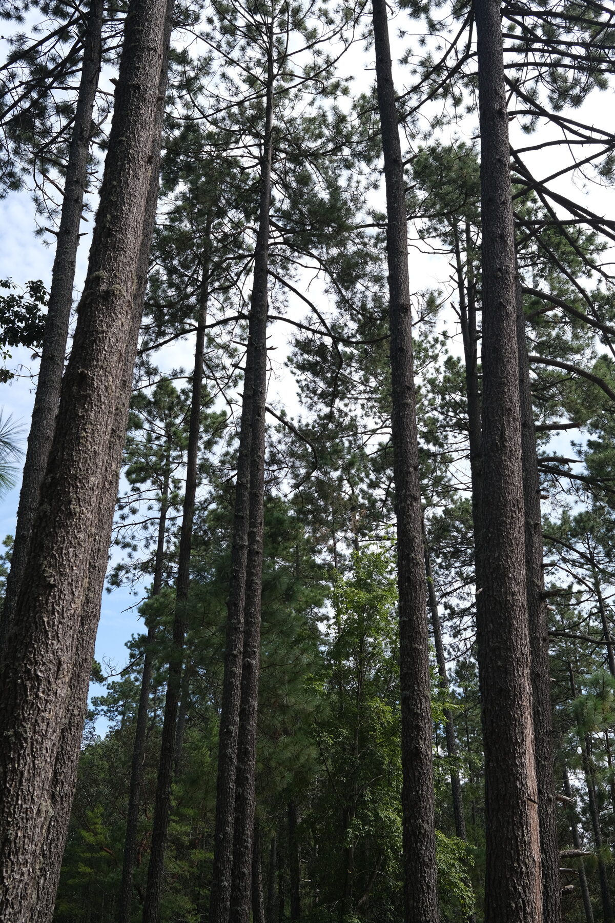 Managed pine forest in an IFM carbon project in Durango, Mexico